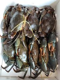 Live Crabs Supplier Repalle